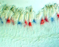 (M-cones) 530 nm red cones (L-cones)