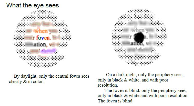 Στο φως μόνο η περιοχή της ωχράς κηλίδας «βλέπει» με ευκρίνεια και έγχρωμα Στο σκοτάδι η