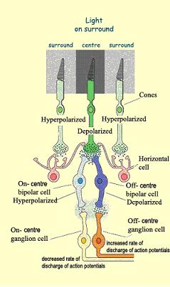 ΟFF-δίπολα κύτταρα: απαντούν στο γλουταμικό με εκπόλωση