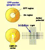 γαγγλιακά κύτταρα δεν απαντούν με εκπόλωση ή υπερπόλωση της