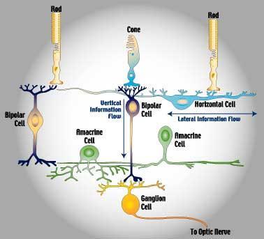 Μεταξύ των φωτοϋποδοχέων και των γαγγλιακών κυττάρων υπάρχουν τα δίπολα κύτταρα, τα οριζόντια και τα αμακρινή κύτταρα.