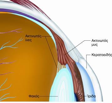 O κερατοειδής παίζει σημαντικό ρόλο στην εστίαση