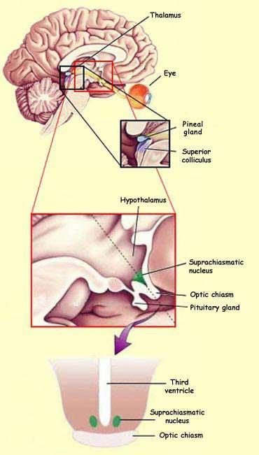 Εκτός από το έξω γονατώδες σώμα ίνες της οπτικής οδού φτάνουν και σε άλλες περιοχές του εγκεφάλου όπως Υποθάλαμο Υπερχιασματικό πυρήνα Ο υπερχιασματικός πυρήνας αποτελεί το εσωτερικό