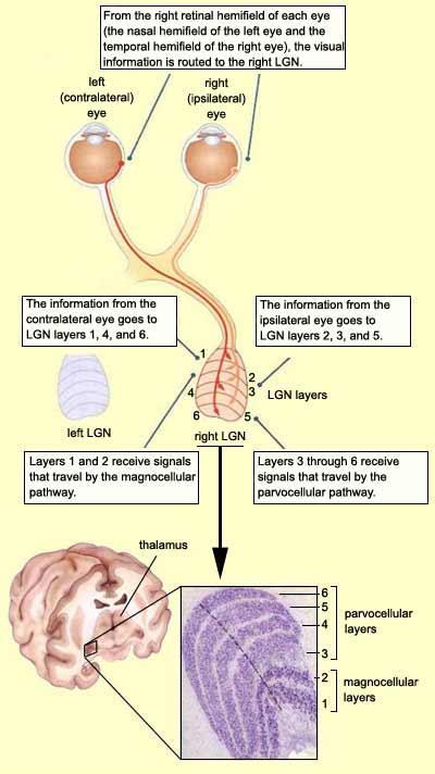 Αποτελείται από 6 στοιβάδες 3 δέχονται προβολές από το σύστοιχο και 3 από τον αντίστοιχο οφθαλμό Οι νευράξονες από τα γαγγλιακά κύτταρα στην περιοχή της ωχράς κηλίδας δίνουν συνάψεις στις