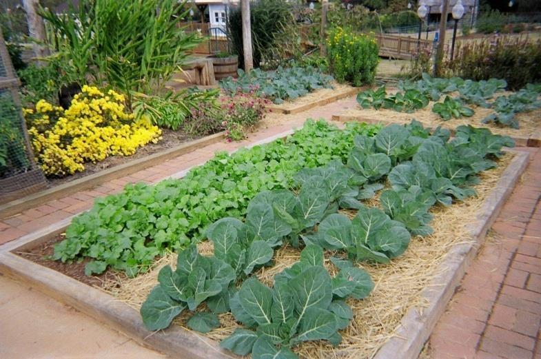 Δημοτικός Λαχανόκηπος-Δομή Σωστή διαχείριση - βελτίωση του εδάφους Σωστή διαχείριση του νερού - μείωση καταναλώσεως Χώρος