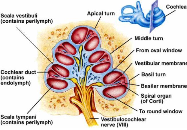 Cohleea Este alcatuita din trei canale circulare spiralate alaturate Scala vestibulara Ductul cohlear Scala