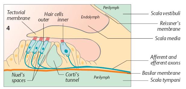Organul Corti Este situat in ductul cohlear, acoperit de membrana tenctoriala Terminatiile interne ale celulelor paroase sunt