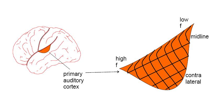Cortexul auditiv primar Este situat in regiunea supratemporala a girusului temporal superior.