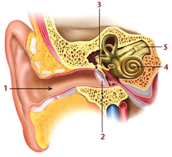 Urechea externa: * pavilionul urechii *