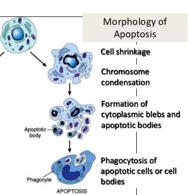 Απόπτωση Μορφολογικά χαρακτηριστικά Πρώιμη φάση Πύκνωση χρωματίνης Πυρηνική αποδόμηση Συρρίκνωση πυρήνα Μέση φάση Αλλαγές στην κυτταρική μεμβράνη
