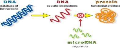 microrna