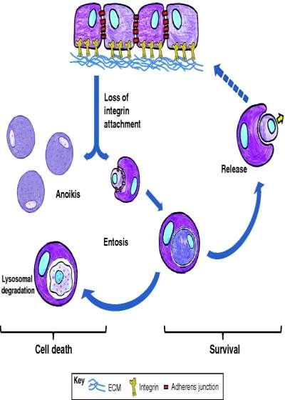 Ανοίκιση (Anoikis) Απόπτωση οφειλόμενη σε απώλεια κυτταρικής πρόσφυσης στο εξωκυττάριο πλέγμα (ECM) ή/και σε απώλεια διακυτταρικής επικοινωνίας Οικογένεια ιντεγκρινών που σχηματίζουν 24 διαφορετικά