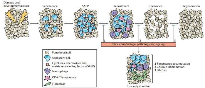 Η συσσώρευση των γηρασμένων κυττάρων στους ιστούς με την πάροδο του χρόνου προάγει την