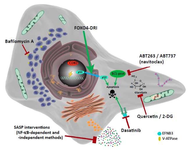 Senolytic drugs: παράγοντες που σκοτώνουν τα γηρασμένα