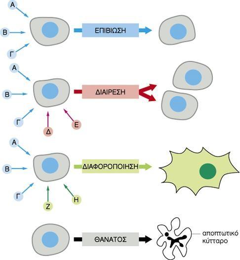 Στους πολυκύτταρους οργανισμούς οι θεμελιώδεις κυτταρικές