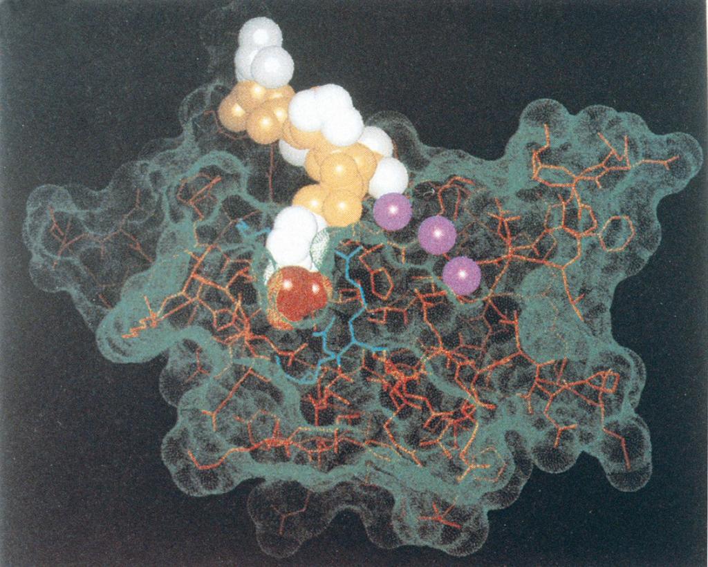 Σύμπλοκο μιας επικράτειας SH2 με ένα πεπτίδιο που περιέχει φωσφοτυροσίνες Η πολυπεπτιδική αλυσίδα της επικράτειας SH2 της πρωτεΐνης Src απεικονίζεται με το κόκκινο πλέγμα και η επιφάνειά της με
