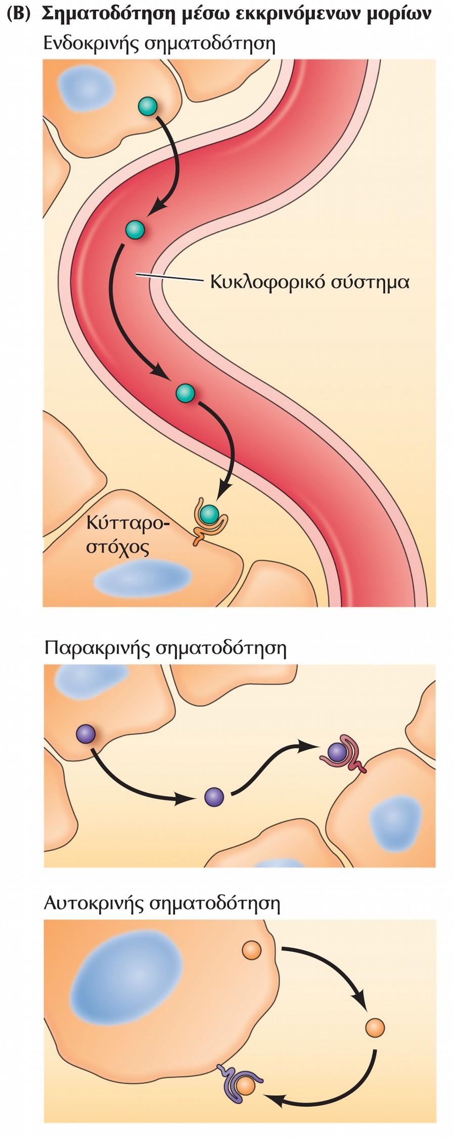 Μηχανισμοί διακυτταρικής σηματοδότησης. Η διακυτταρική σηματοδότηση μπορεί να συμβαίνει (Β) μέσω της δράσης εκκρινόμενων σηματοδοτικών μορίων.