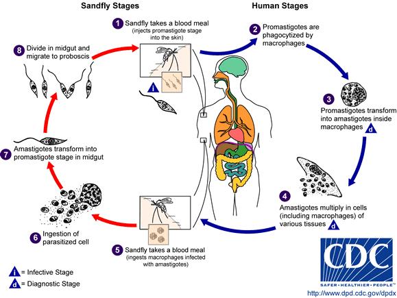 Εικόνα 1: Ο βιολογικός κύκλος της Leishmania: 1,2) Μετά το τσίµπηµα ενός θηλαστικού από µολυσµένη σκνίπα, διοχετεύονται στο δέρµα του θηλαστικού µολυσµατικοί προµαστιγώτες οι οποίοι φαγοκυτταρώνονται