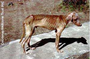 Εικόνα 6 72 : Σκύλος προσβεβληµένος από Leishmania.