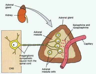 Μυελός επινεφριδίων Γάγγλιο του ΣΝΣ /