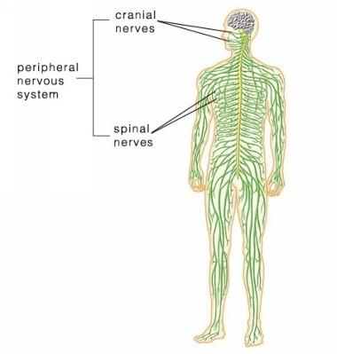 Περιφερικό Νευρικό Σύστημα (ΠΝΣ) Οι νευρικές ίνες του ΠΝΣ μεταφέρουν σήματα μεταξύ ΚΝΣ & αισθητηρίων ή εκτελεστικών οργάνων