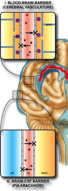 Αιματοεγκεφαλικός φραγμός (Blood Brain Barrier, BBB) Ο ΒΒΒ