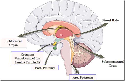 Περιοχές του εγκεφάλου εκτός αιματοεγκεφαλικού φραγμού Περικοιλιακά όργανα Θυριδωτά τριχοειδή Ενδοθηλιακά κύτταρα χωρίς στενοσυνδέσμους Επίφυση Υποψαλλιδικό όργανο Αγγειωειδές όργανο του τελικού