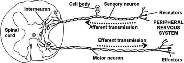 Κινητικοί απαγωγοί νευρώνες Πληροφορίες από ΚΝΣ προς