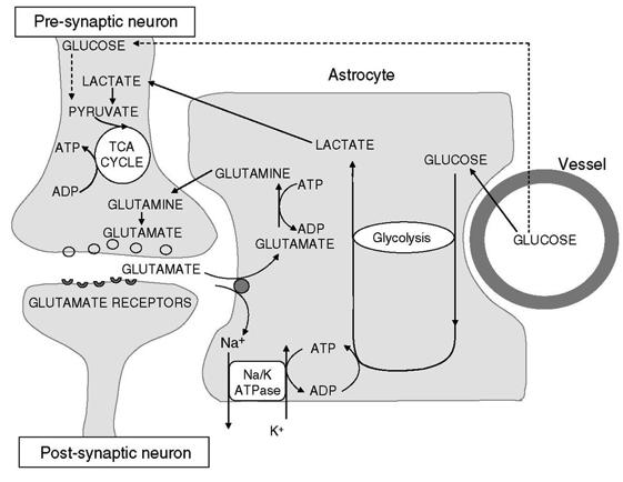 Ο ρόλος των αστροκυττάρων στον μεταβολισμό του εγκεφάλου Νευροαγγειακή μονάδα: Νευρώνες / Αστροκύτταρα / Ενδοθηλιακά κύτταρα του ΒΒΒ / ΛΜΚ Αγγειακά κύτταρα: πρόσληψη γλυκόζης Αστροκύτταρα: γλυκόζη è