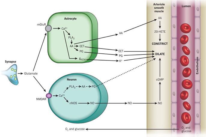 ü Παραγωγή γλουταμινικού οξέος προσταγλανδινών ΝΟ ü Αγγειοδιαστολή Νευρονική
