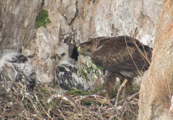 chrysaetos Σπιζαετόςή