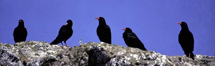 Πουλιά Garrulus