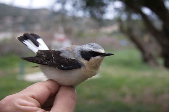 Prunella collaris