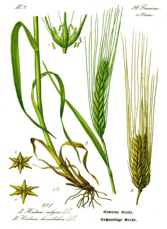 1.2.2 Βοτανικά χαρακτηριστικά Τα καλλιεργούμενα είδη Hordeum vulgare H.distichum και H.irregulare έχουν ταξιανθία στάχυ με τρία σταχύδια σε κάθε άρθρωση.