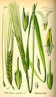 Εικόνα 2: Hordeum distichum (http://biolib.mpipz.mpg.de/library/species/species_00167.html) Hordeum irregulare: νέο είδος, τυπικό δίστοιχο που προέρχεται από την Αβησσυνία.