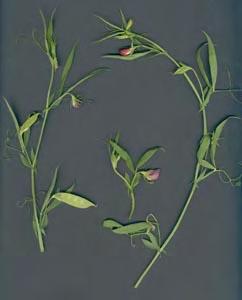 1.7 Λαθούρι (Lathyrus cicera) 1.7.1 Η καλλιέργεια του λαθουριού στην Ελλάδα Με το όνομα λαθούρι είναι γνωστά πολλά είδη, τα οποία ανήκουν στο γένος Lathyrus.