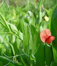 Εικόνα 10: Φύλλα Lathyrus cicero ( http://online-media.unimarburg.de/biologie/nutzpflanzen/dominik_heinz/seiten/blattkletterer.html ) 1.7.