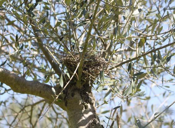 - Ακόμα και μετά την εγκατάλειψή τους, οι ελαιώνες έχουν τη δυναμική να εξελιχθούν σε οικοσυστήματα μεσογειακού τύπου (Giourga κ.ά. 1998).