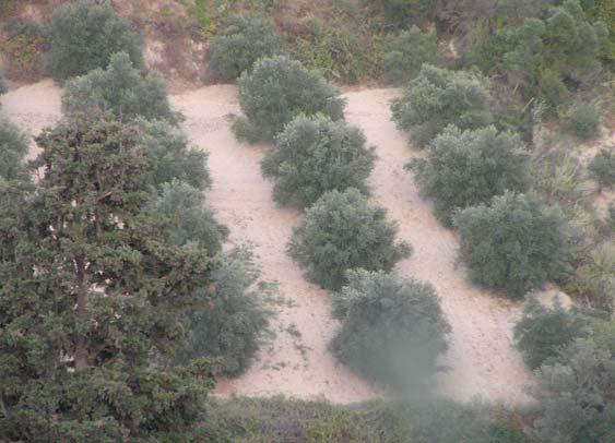 ένταση) του κλαδέματος και η συχνότητά του ποικίλουν αναλόγως της κατάστασης και των αναγκών της κάθε καλλιέργειας και των στόχων του κάθε παραγωγού.