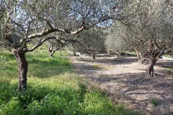 Διαχείριση ζιζανίων Στοιχεία εφαρμογής. Πραγματοποιείται με μηχανικές ή χημικές μεθόδους, κυρίως αναλόγως των συνηθειών και εμπειριών των παραγωγών.