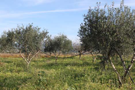 αποτελούν τα κύρια θρεπτικά στοιχεία της ελιάς.