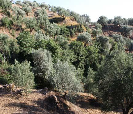 συλλέγεται σε τακτικά διαστήματα (π.χ. κάθε εβδομάδα). Όταν εφαρμόζεται μηχανική συγκομιδή τυχόν ζημιές στα δένδρα μπορεί να δημιουργήσουν ευνοϊκές συνθήκες για μολύνσεις από Pseudomonas.