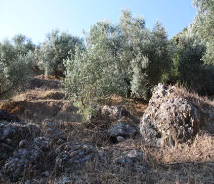 Η συνήθης περίοδος και μέθοδος συγκομιδής ποικίλλει στις περιοχές του έργου, αναλόγως των ποικιλιών και των τοπικών συνθηκών: Κρήτη: Νοέμβριος Ιανουάριος με ραβδισμό και μηχανικά μέσα