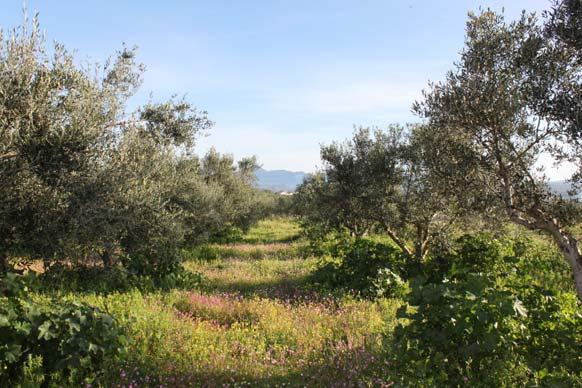 Να εφαρμόσουν εναλλακτικές μεθόδους, όπως η βόσκηση αγροτικών ζώων, η οποία θεωρείται ως μέθοδος αποτελεσματικής ζιζανιοκοπής χωρίς χρήση χημικών.