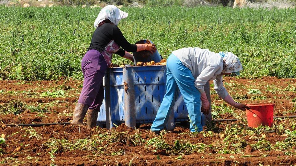 ΚΑΘΗΜΕΡΙΝΗ ΖΩΗ Στα παλιά χρόνια οι κάτοικοι του χωριού ήταν βοσκοί εφόσον οι απέραντοι βοσκότοποι, το βραχώδης ακαλλιέργητο έδαφος, το δάσος της τότε περιοχής και το νερό που υπήρχε την τότε εποχή