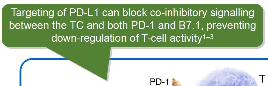 Targeting PD-L1 and PD-1 Anti-PDL1 Targeting of PD-L1 can block co-inhibitory signalling between the TC and