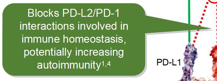 1 1 3 PD-1 T cell PD-1 T cell Anti-PDL1 Anti-PD1 X X TC PD-L1 Preserves PD-L2/PD-1 interaction, minimising