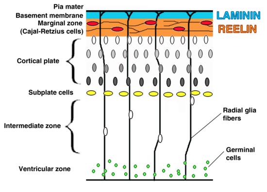 Ανάπτυξη του εγκεφαλικού φλοιού παροδικός σχηματισμός φλοιϊκής πλάκας (cortical plate) και προφλοιϊκής πλάκας (subplate zone) Η