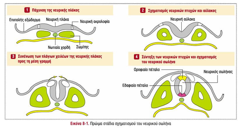 Στάδια σχηματισμού του νευρικού σωλήνα Οι νευρικές ακρολοφίες προέρχονται από το εκτόδερμα των πτυχών της νευρικής πλάκας από