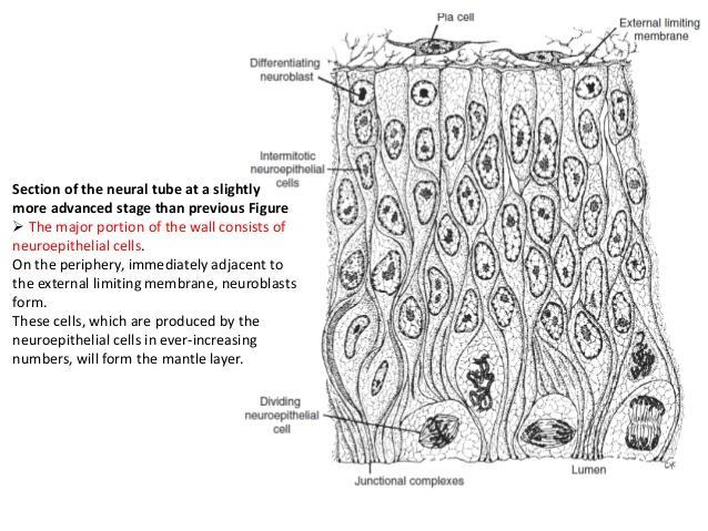Ιστογένεση: τοίχωμα του νευρικού σωλήνα αρχικά το νευροεκτόδερμα σχηματίζει ψευδοπολύστιβο κυλινδρικό νευροεπιθήλιο τα κύτταρα